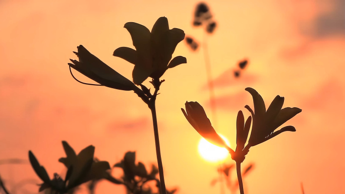 夕阳_逆光下的花