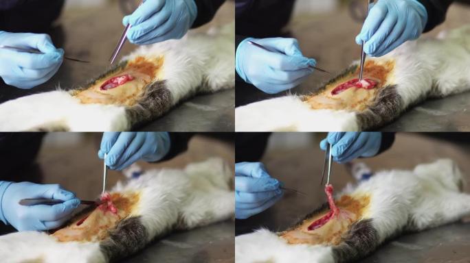 兽医诊所手术期间腹部开放的猫，在兽医诊所绝育一只猫，卵巢切除