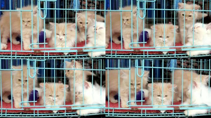 笼子里有趣的波斯猫