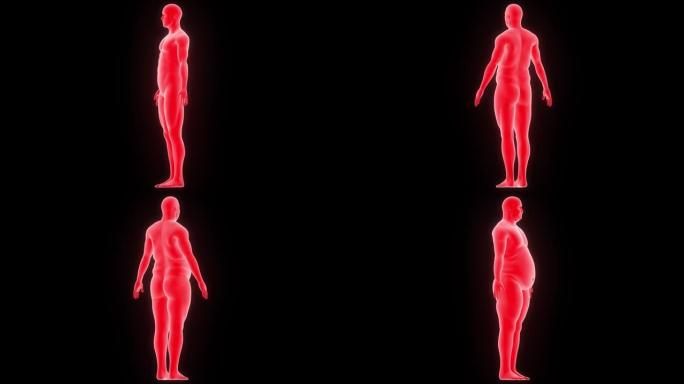 人体适合脂肪解剖动画概念