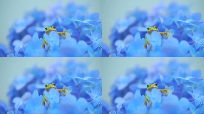 用微距镜头拍摄绣球花和雨蛙