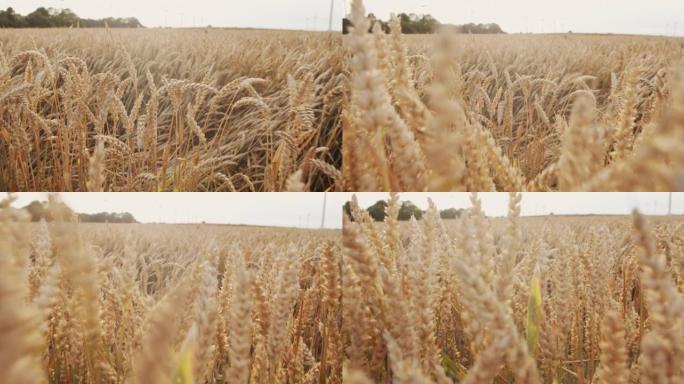 日落时田间的麦穗。收获小麦的农业综合企业的概念。夏季大丰收的田间景观生活方式