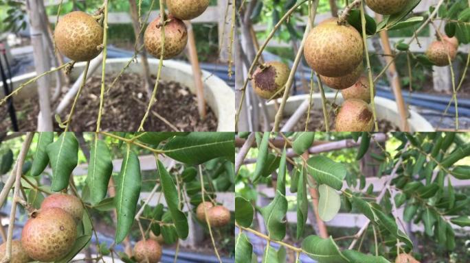 在我的花园里，树上的一大束龙眼使泰国的夏季水果成熟。