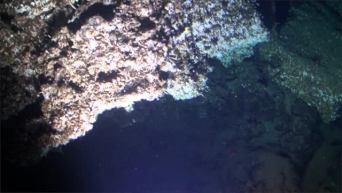水下野生动物深海景观从海底太平洋科科斯岛。