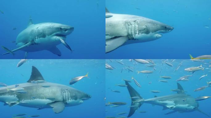 瓜德罗普岛水下大白鲨。