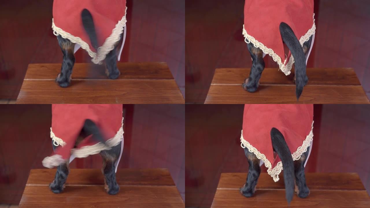 可爱的腊肠狗穿着优雅的红色复古套装，白色鞋带摇着细尾巴站在木凳上背景式