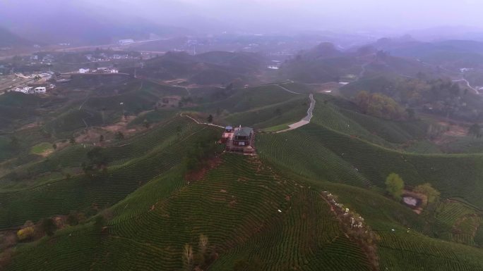 春季雨后清晨河南信阳文新茶村茶田航拍风光