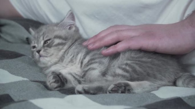 高加索人在床上抱着灰色苏格兰直系小猫。公猫情人和躺在床上的小猫玩耍。友好的小宠物和主人一起晒太阳。虎