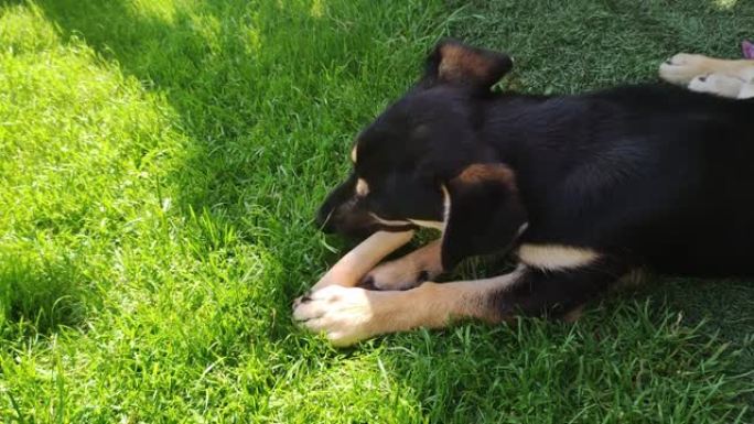狗喜欢咀嚼骨头。一只黑色的小狗躺在草地上吃骨头。