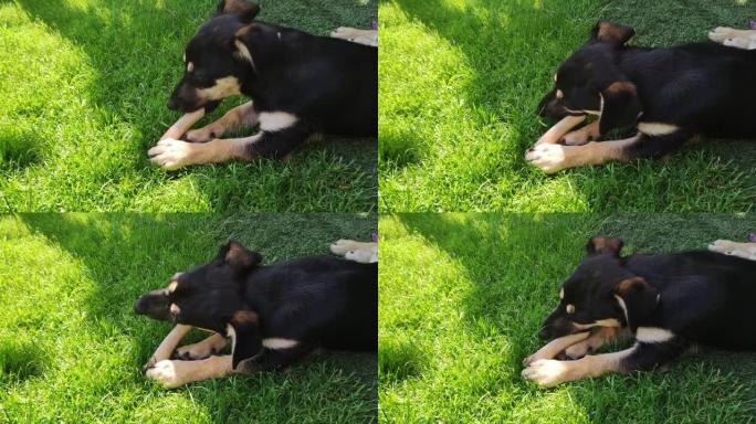 狗喜欢咀嚼骨头。一只黑色的小狗躺在草地上吃骨头。