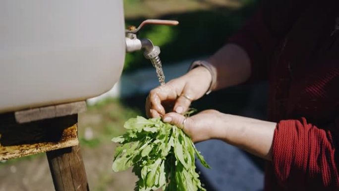 一名妇女在花园里打开了一个装有水的水龙头，正在从土壤中清洗蔬菜。女人的手的特写