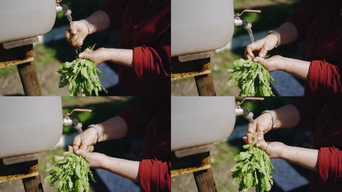 一名妇女在花园里打开了一个装有水的水龙头，正在从土壤中清洗蔬菜。女人的手的特写