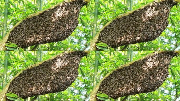 一根巨大的巨型蜂梳挂在树枝下。蜜蜂蜂群挂在大自然的树上。关闭大蜂窝蜜蜂挂在树枝上，蜂巢，蜂巢在森林中