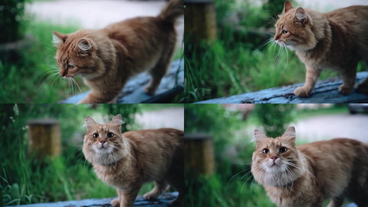 一只有着美丽眼睛的酷红猫正走在院子里的长椅上，看着镜头。慢动作图像