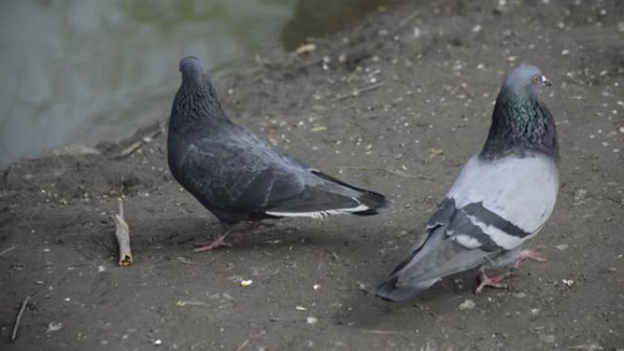 池塘岸边的两只鸽子