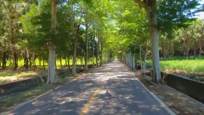 美丽的树木成行的道路在树木隧道上通过乡村