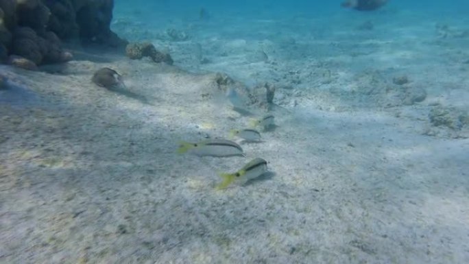 一群山羊鱼和其他热带鱼在浅水珊瑚礁旁边的沙质底部吃草。金条山羊鱼或红海山羊鱼 (Parupeneus