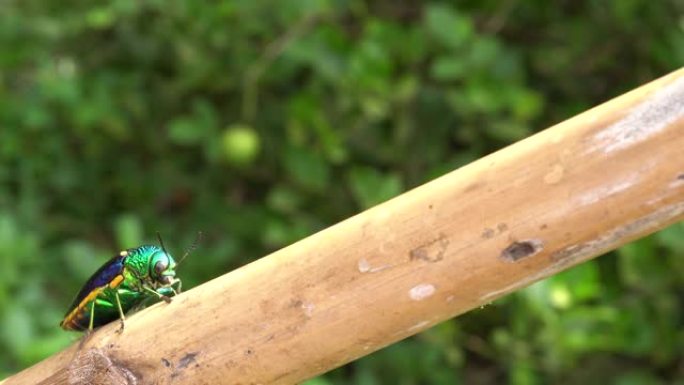 宝石甲虫特写甲壳虫鲜艳翠绿色爬行微距