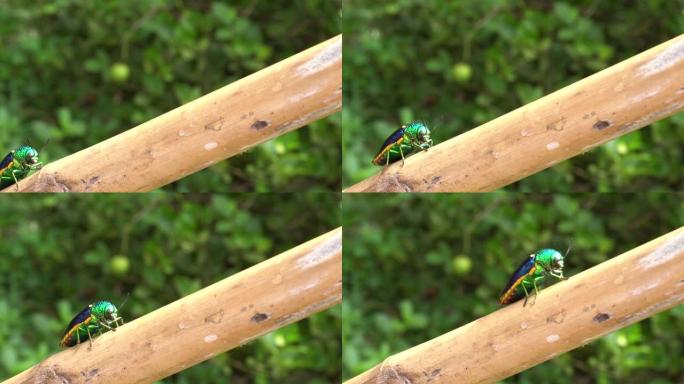 宝石甲虫特写甲壳虫鲜艳翠绿色爬行微距