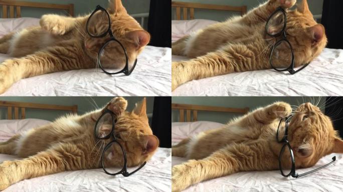 搞笑姜懒肥猫躺在床上玩黑框眼镜