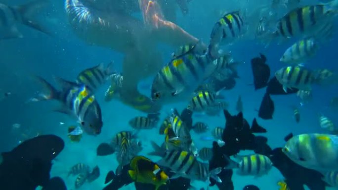 水下潜水员在热带珊瑚礁上喂养五颜六色的海鱼。海洋生物和海洋海景