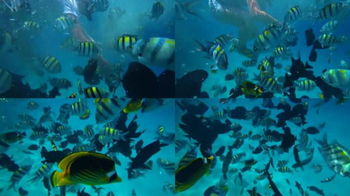 水下潜水员在热带珊瑚礁上喂养五颜六色的海鱼。海洋生物和海洋海景
