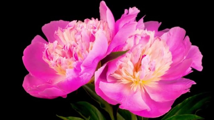 两朵美丽的粉红色牡丹花盛开的时间流逝