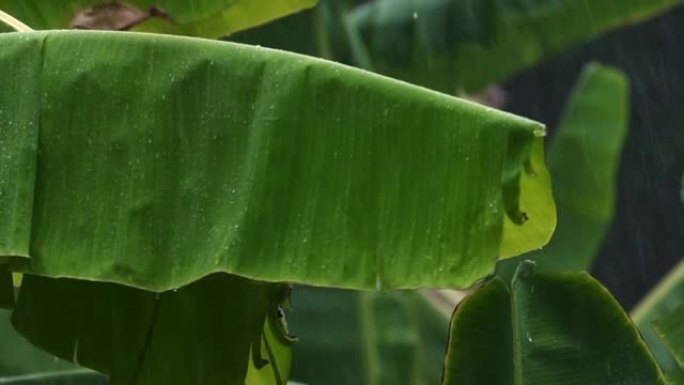 雨天的香蕉叶。