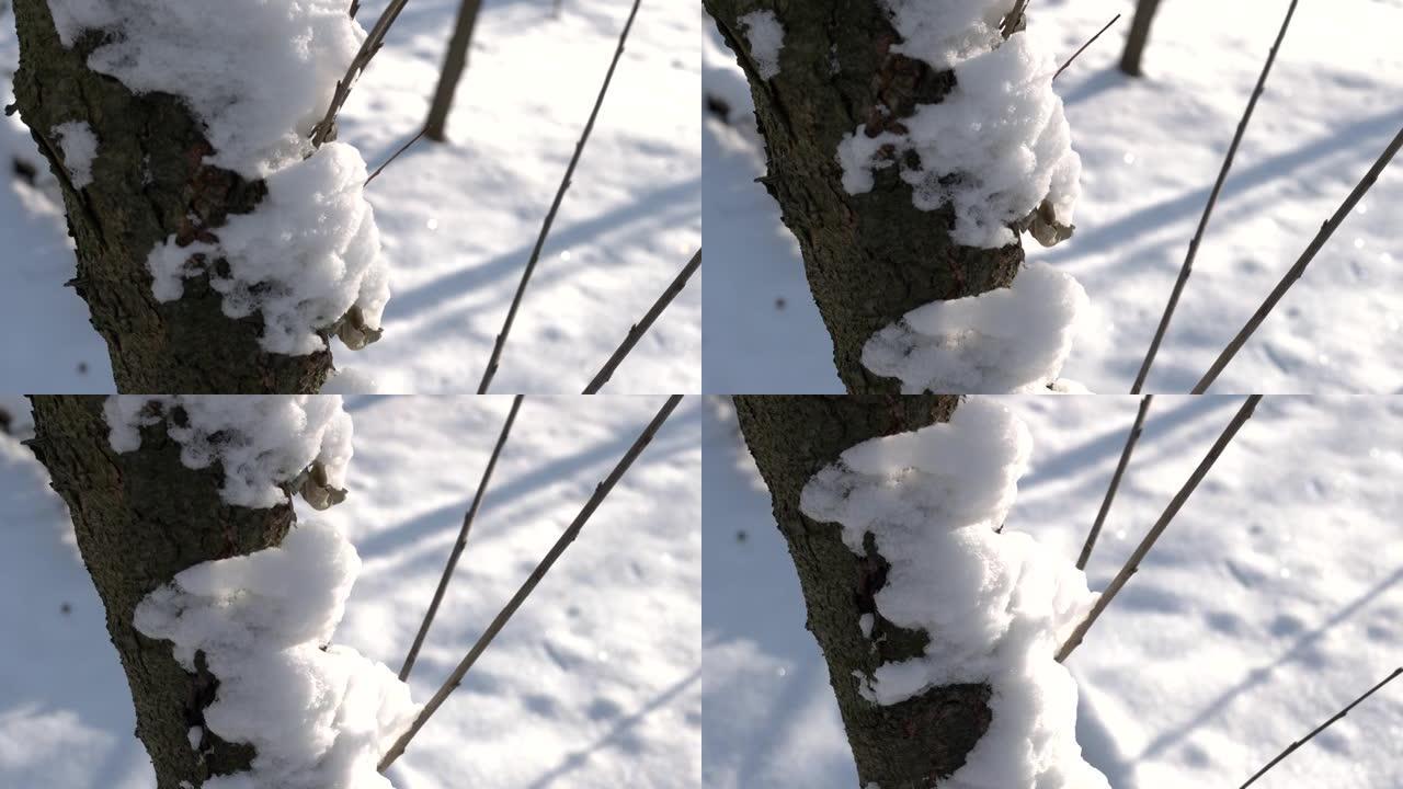 树干上有雪。
