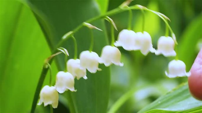 女人的手轻轻地抚摸着山谷盛开的百合花。