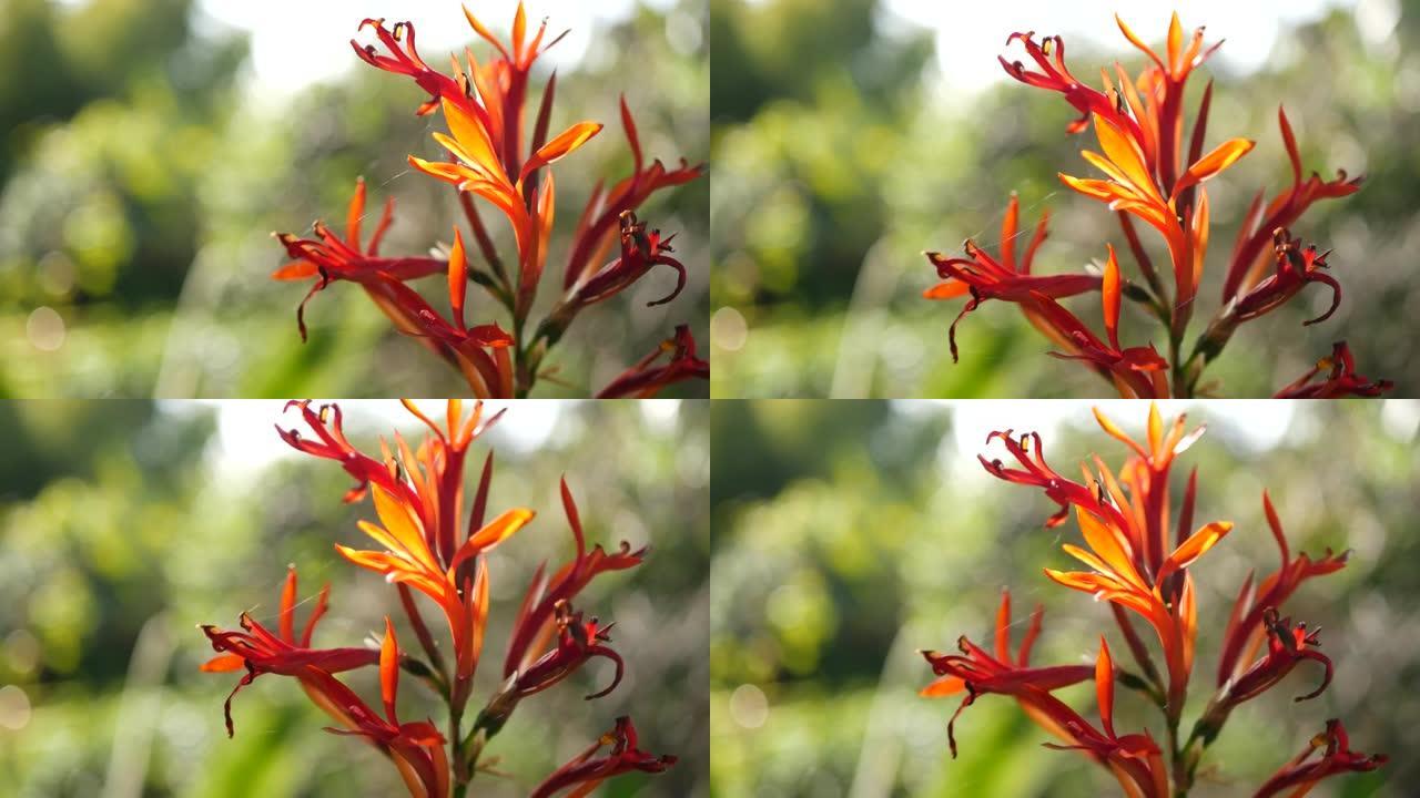 红色美人蕉籼稻花，深绿色叶子，美国加利福尼亚州。优雅的竹芋花。异国热带丛林雨林植物氛围。自然生动的绿