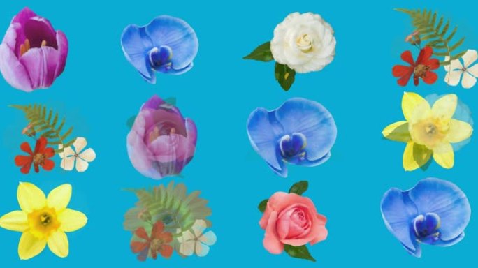 蓝色背景上催眠运动的花朵动画