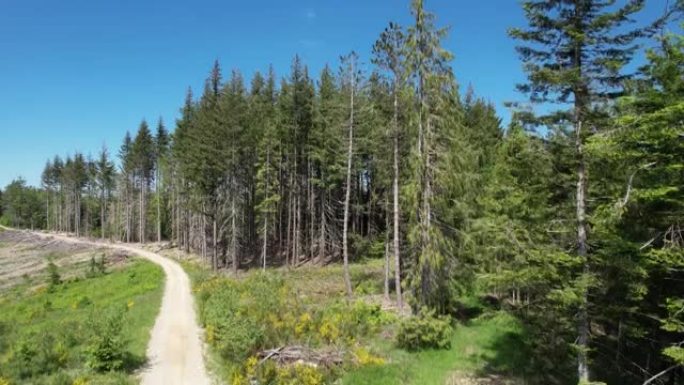 在卡森蒂诺的托斯卡纳山脉上鸟瞰冷杉和落叶松森林的蓝天。树木繁茂的地区需要砍伐树木。意大利阿雷佐
