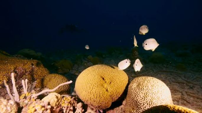在库拉索岛加勒比海珊瑚礁中产卵的脑珊瑚的海景