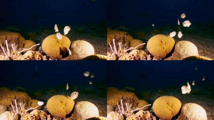 在库拉索岛加勒比海珊瑚礁中产卵的脑珊瑚的海景