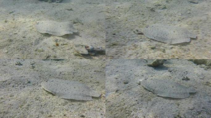 比目鱼在沙底。豹比目鱼或豹比目鱼 (Bothus pantherinus) 埃及红海