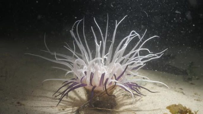 一个独特的水下视频，在晚上，一个大管形海葵被水肺潜水员火炬喂食照亮。