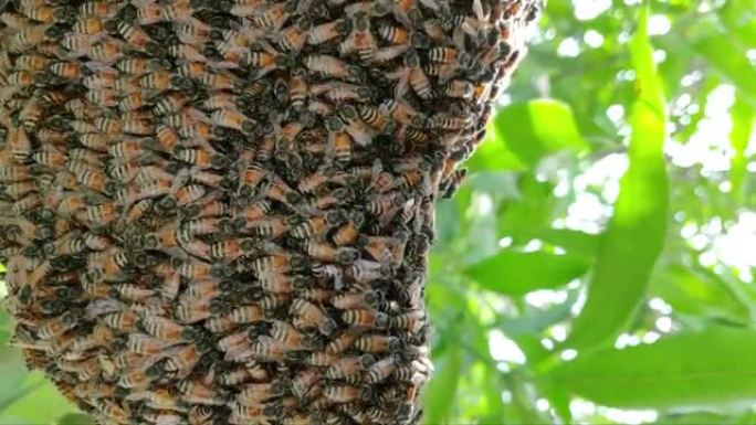蜜蜂是蜜蜂进化枝的蜜蜂属中的一种社会飞行昆虫，它们都原产于欧亚大陆。