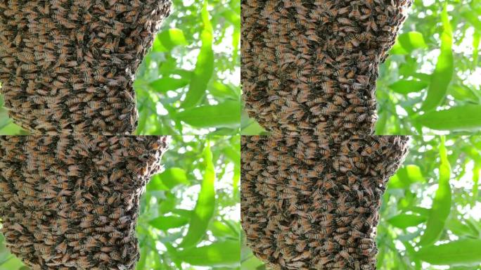 蜜蜂是蜜蜂进化枝的蜜蜂属中的一种社会飞行昆虫，它们都原产于欧亚大陆。