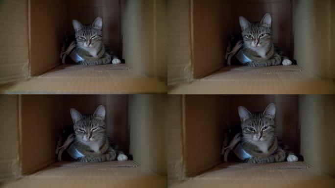 猫在绝育后在盒子里恢复