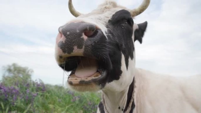 奶牛躺在绿草上，咀嚼着。牛头特写。牧场中的牛，4k