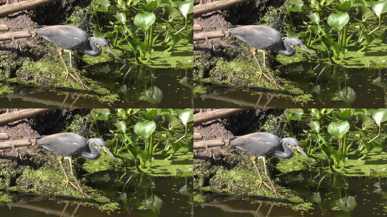 三色苍鹭在沼泽中钓鱼