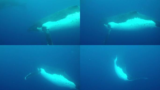 座头鲸在太平洋水下。