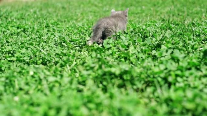 草丛中的灰色小猫