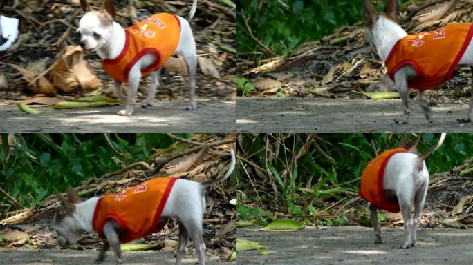 白色短发雌性吉娃娃狗在家庭花园的水泥地板上行走