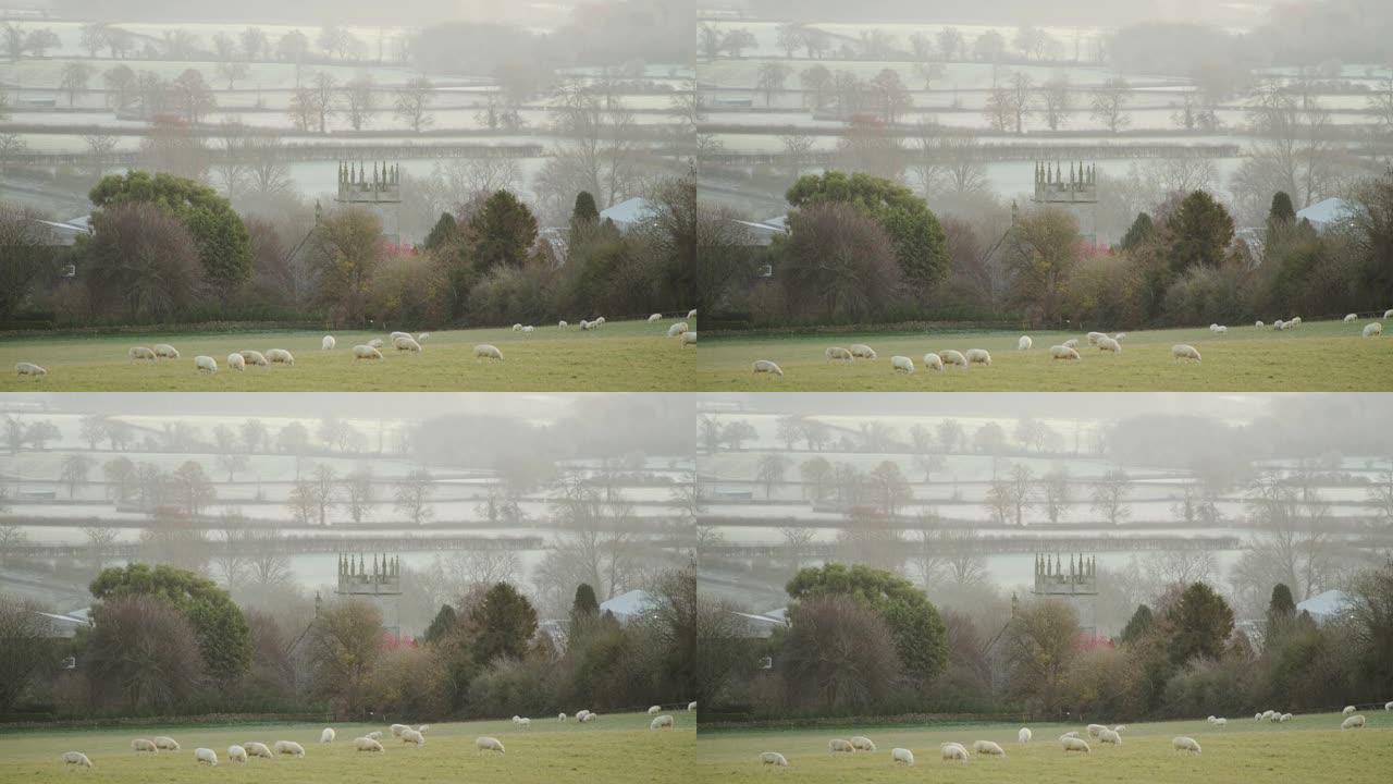 绿色田野中的羊群，薄雾笼罩的日出上的乡村风光，美丽的阳光和教堂建筑，英国科茨沃尔德的典型英国风景