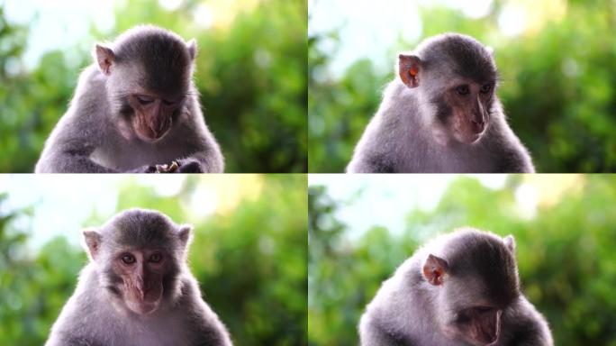 越南岘港附近森林里吃花生的野猴