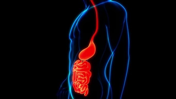 人体消化系统胃与小肠解剖