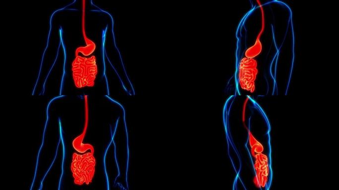 人体消化系统胃与小肠解剖