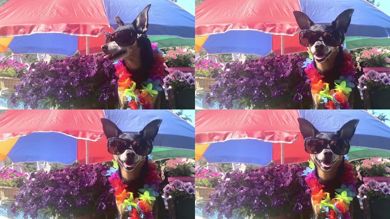 戴着墨镜和花项链的时尚狗在花池旁的雨伞下在阳光下放松。宠物享受夏日，微笑着看着相机
